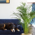 nice home indoor in the room with plants with pet