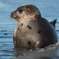 The Two Meanings of Seal: A Comprehensive Guide