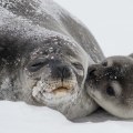 Understanding the Definition of a Seal