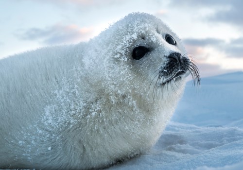 The Intriguing Debate: Seal or Seel?