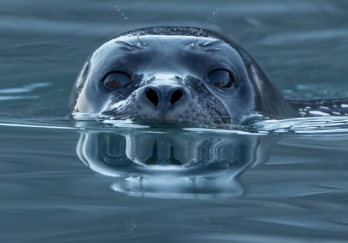 The Meaning of Seal: From an Expert's Perspective