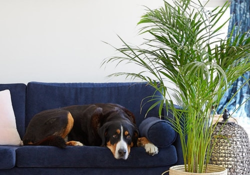 nice home indoor in the room with plants with pet