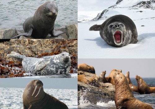 The Importance of Seals in Contracts and Legal Documents